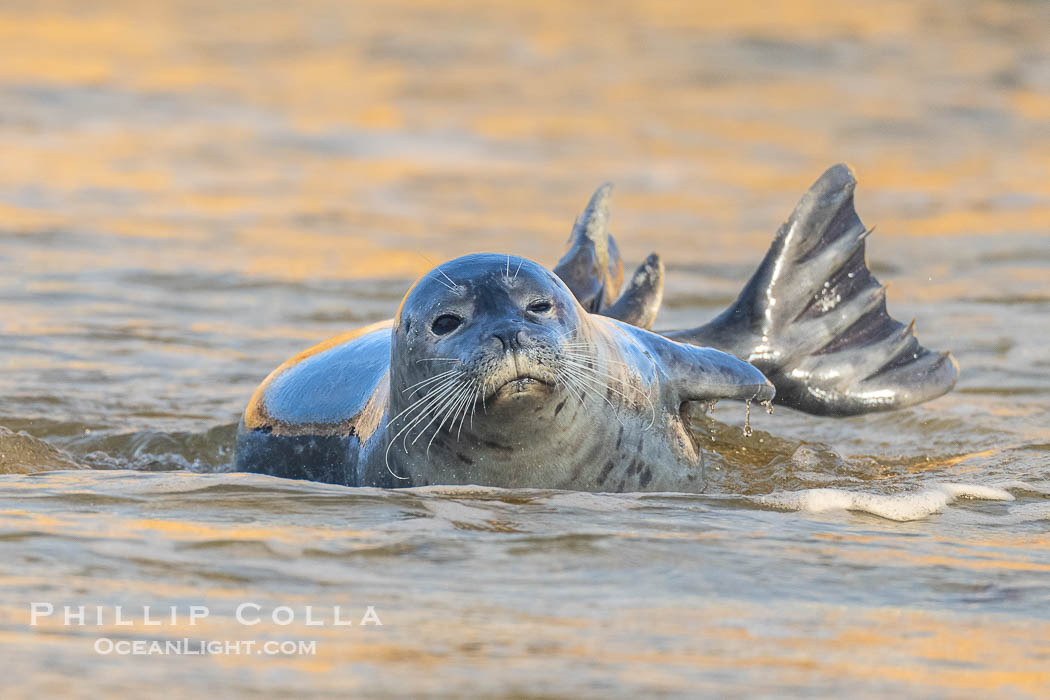 Pacific Harbor Seal in La Jolla's Children's Pool. California, USA, natural history stock photograph, photo id 40751