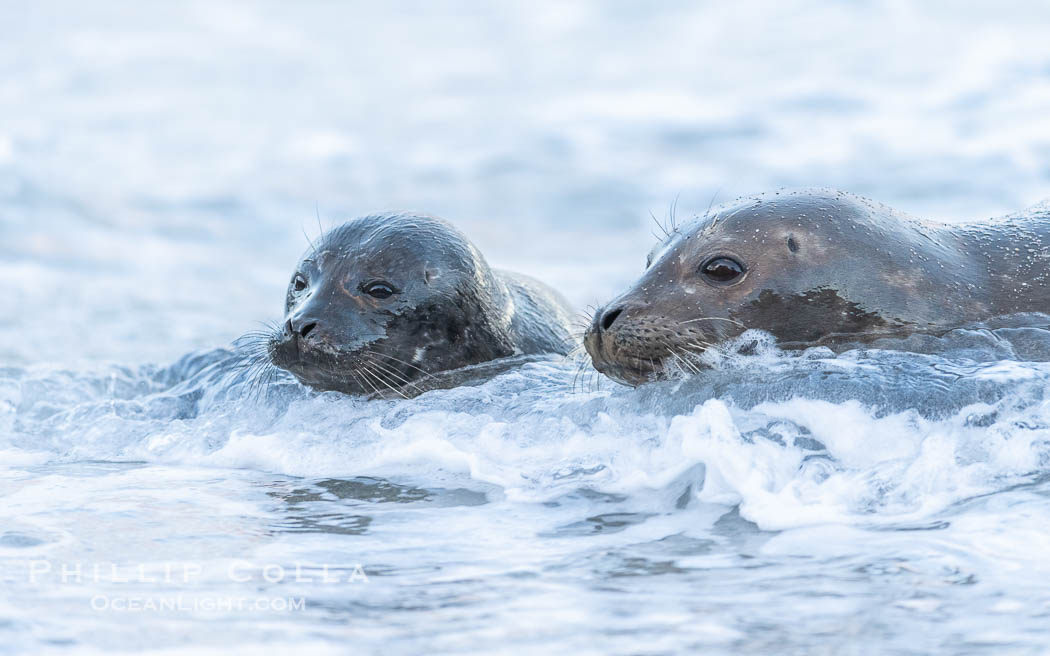 Pacific Harbor Seal Mother and Newborn Pup Emerge from the Ocean, they will remain close for four to six weeks until the pup is weaned from its mother's milk. La Jolla, California, USA, Phoca vitulina richardsi, natural history stock photograph, photo id 39094