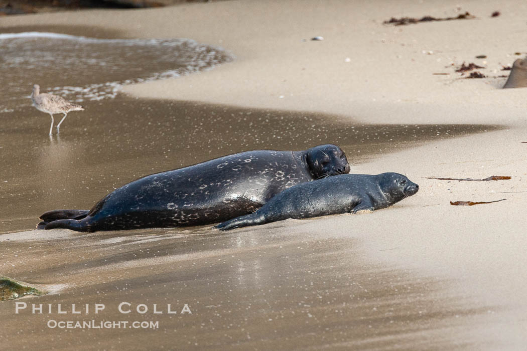 Pacific harbor seal, mother and pup. La Jolla, California, USA, Phoca vitulina richardsi, natural history stock photograph, photo id 15756