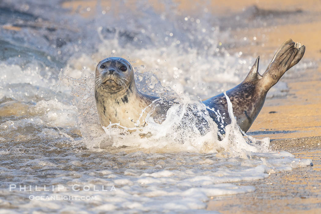 Pacific harbor seal profile portrait on wet gold-colored sandy beach at sunrise in La Jolla. California, USA, natural history stock photograph, photo id 40821