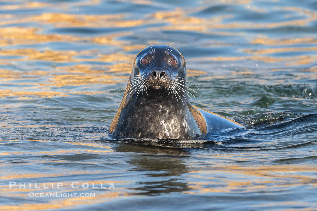 Pacific harbor seal in shallow water, on sand at the edge of the sea. La Jolla, California, USA, natural history stock photograph, photo id 40822