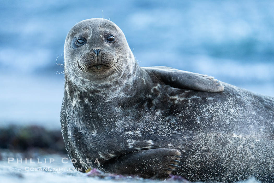 Pacific harbor seal in shallow water, on sand at the edge of the sea. La Jolla, California, USA, natural history stock photograph, photo id 40696