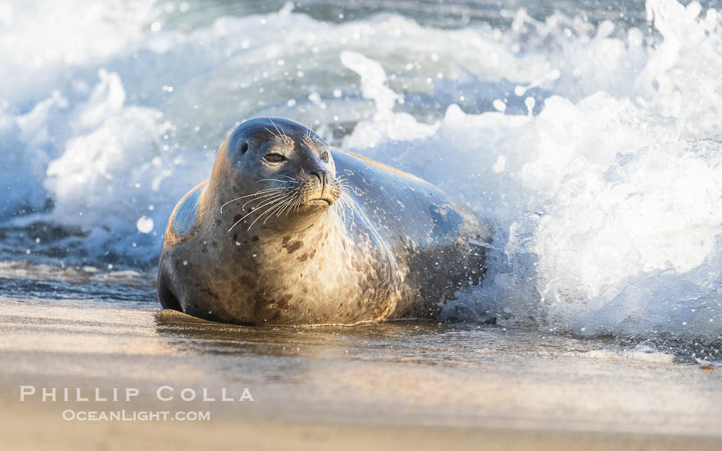 Pacific harbor seal in shallow water, on sand at the edge of the sea. La Jolla, California, USA, natural history stock photograph, photo id 40700