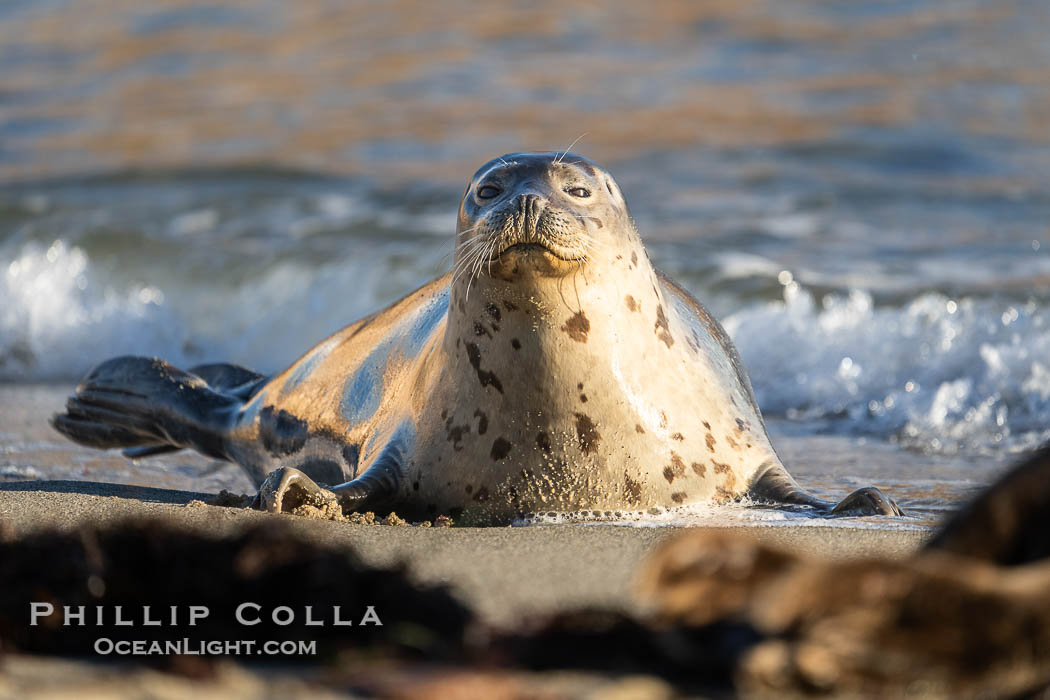 Pacific harbor seal in shallow water, on sand at the edge of the sea. La Jolla, California, USA, natural history stock photograph, photo id 40699