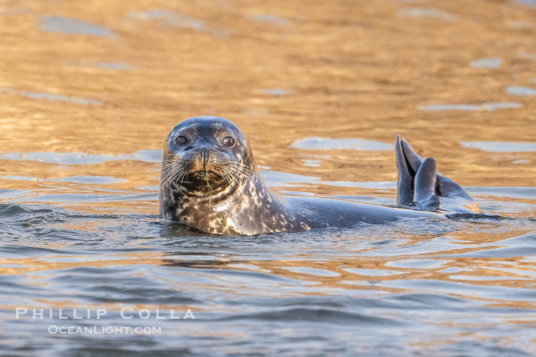 Pacific harbor seal on wet sandy beach. La Jolla, California, USA, natural history stock photograph, photo id 40702