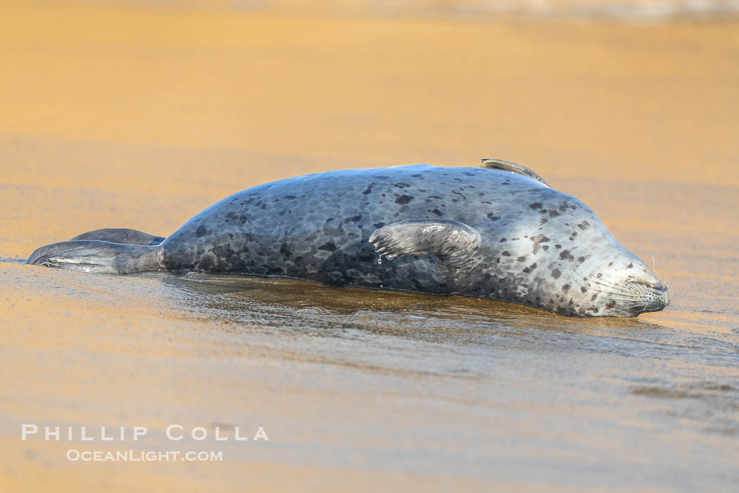 Pacific harbor seal on wet sandy beach. La Jolla, California, USA, natural history stock photograph, photo id 40750