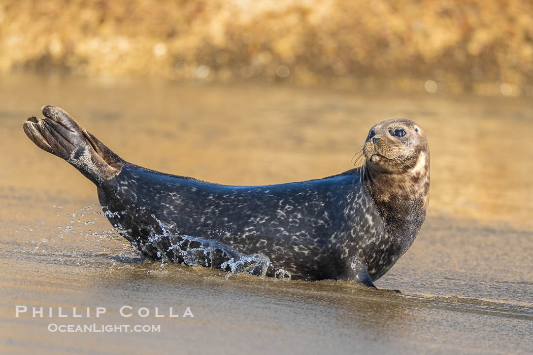 Pacific harbor seal on wet sandy beach. La Jolla, California, USA, natural history stock photograph, photo id 40752