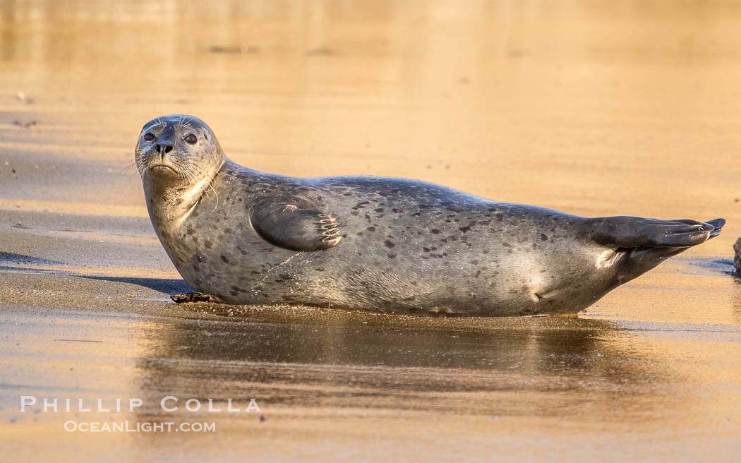 Pacific harbor seal on wet sandy beach. La Jolla, California, USA, natural history stock photograph, photo id 40703