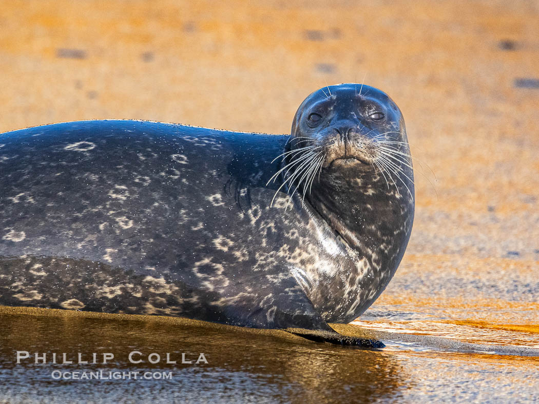 Pacific harbor seal on wet sandy beach. La Jolla, California, USA, natural history stock photograph, photo id 40719