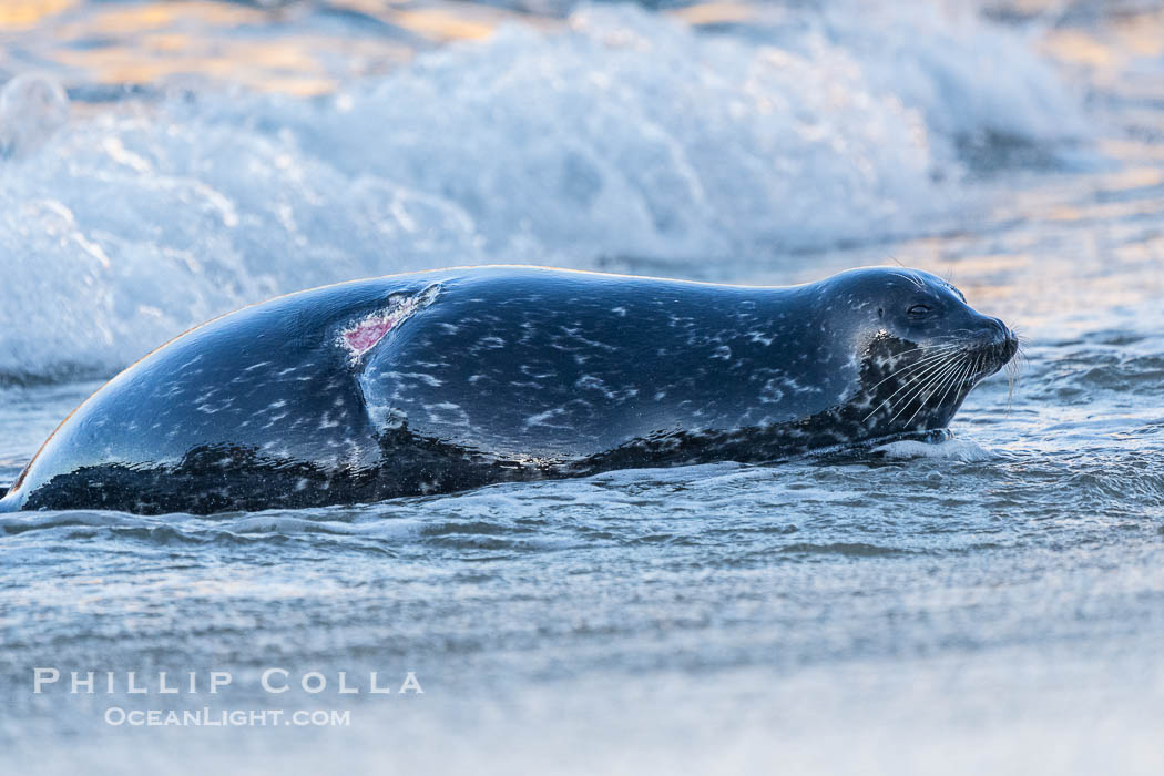 Pacific harbor seal with severe wound on its flanks, La Jolla. California, USA, natural history stock photograph, photo id 40817