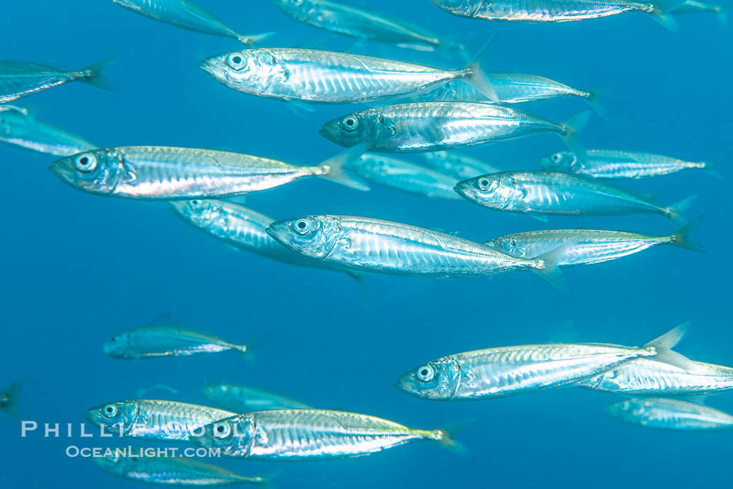 Pacific jack mackerel, Trachurus symmetricus, Catalina Island. California, USA, Trachurus symmetricus, natural history stock photograph, photo id 40531