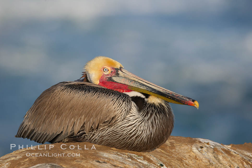 California brown pelican resting on sandstone ocean cliff, winter mating plumage. La Jolla, USA, Pelecanus occidentalis, Pelecanus occidentalis californicus, natural history stock photograph, photo id 18368