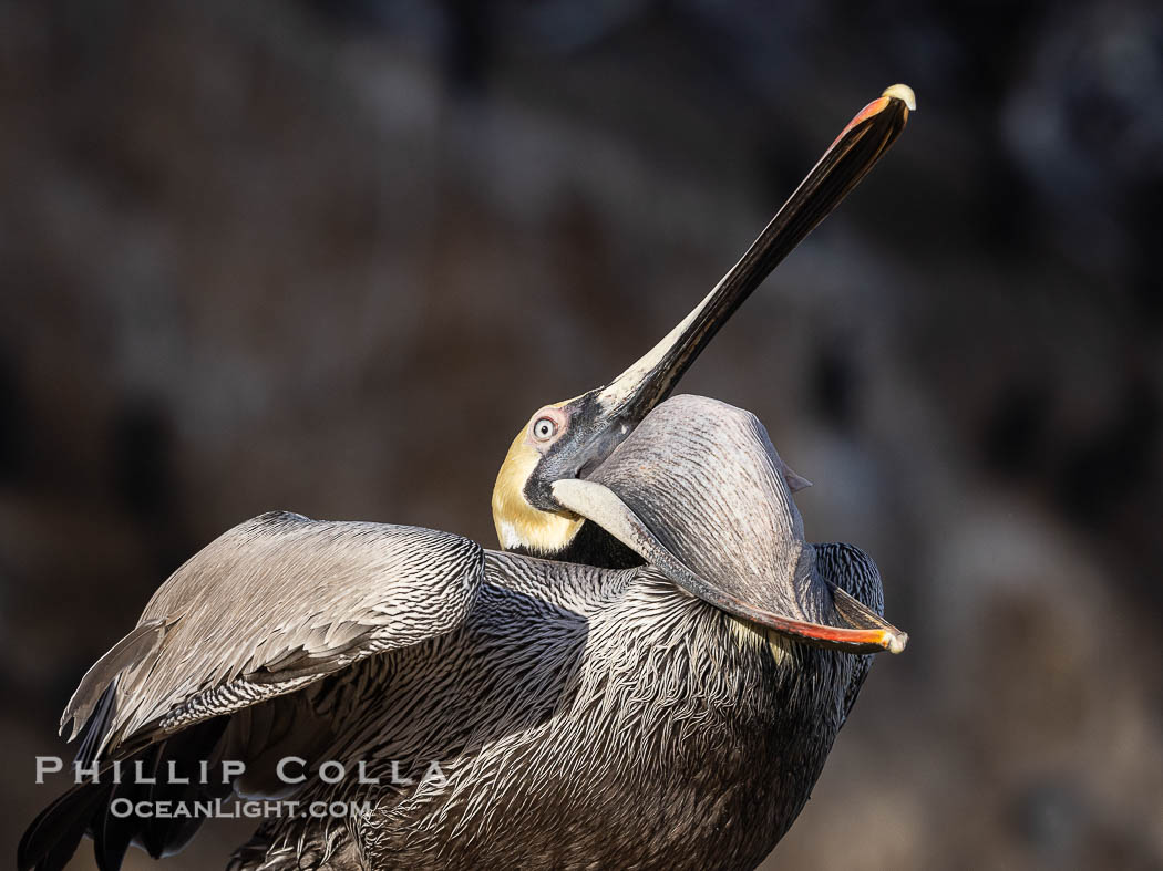 Brown pelican glottis exposure. This pelican is inverting its throat and stretching it over its neck and chest in an effort to stretch and rearrange tissues of the mouth and throat, Pelecanus occidentalis, Pelecanus occidentalis californicus, La Jolla, California