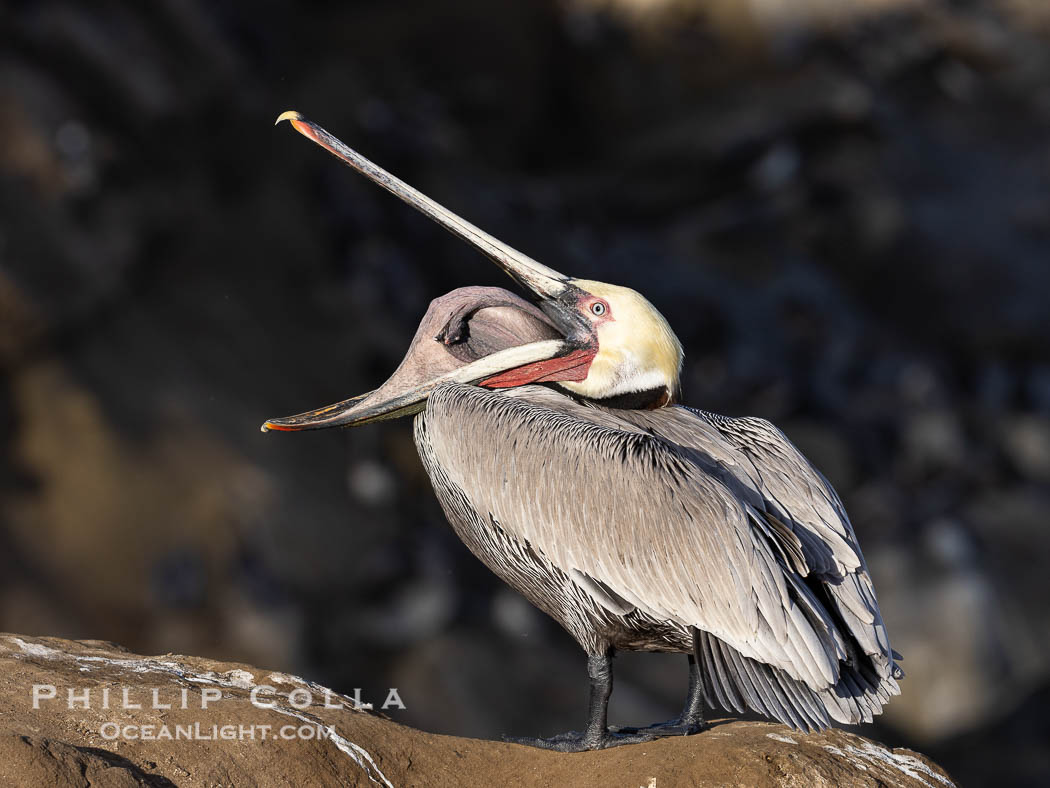 Brown Pelican Glottis Exposure: A Curious Seabird Behavior – Natural ...