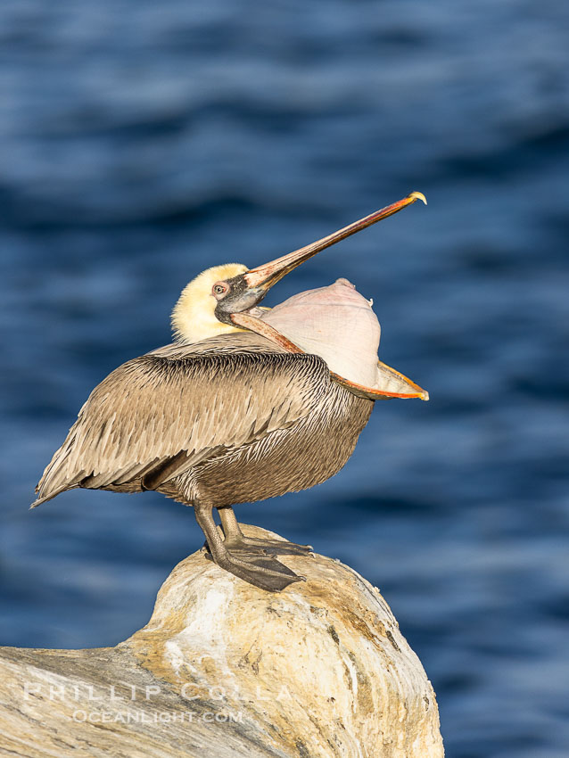 Brown pelican glottis exposure. This pelican is inverting its throat and stretching it over its neck and chest in an effort to stretch and rearrange tissues of the mouth and throat, Pelecanus occidentalis, Pelecanus occidentalis californicus, La Jolla, California