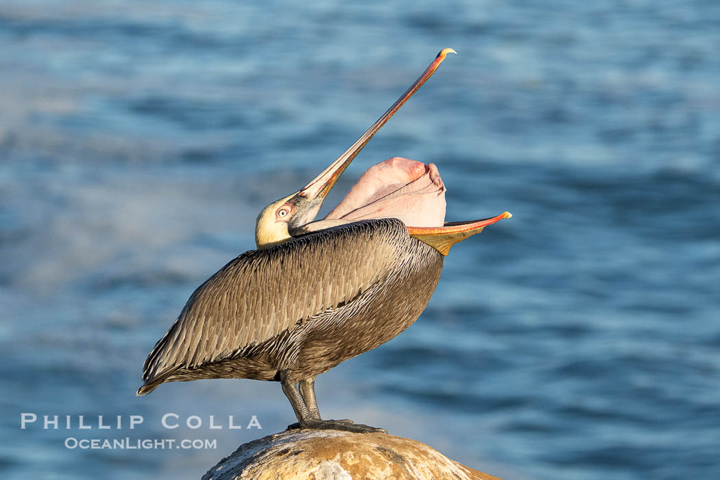 Brown pelican glottis exposure. This pelican is inverting its throat and stretching it over its neck and chest in an effort to stretch and rearrange tissues of the mouth and throat, Pelecanus occidentalis californicus, Pelecanus occidentalis