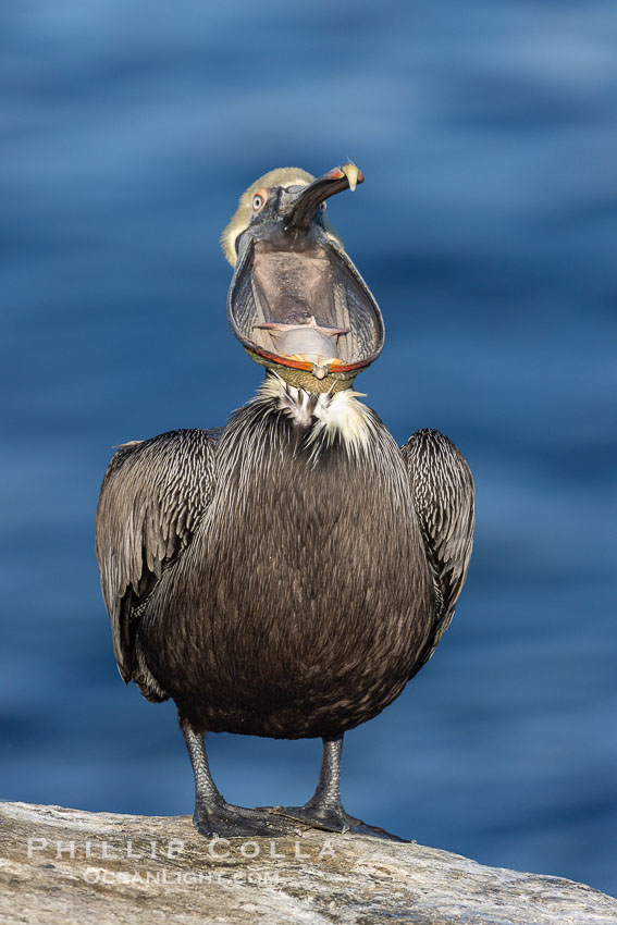 Brown pelican glottis exposure. This pelican is inverting its throat and stretching it over its neck and chest in an effort to stretch and rearrange tissues of the mouth and throat, Pelecanus occidentalis, Pelecanus occidentalis californicus, La Jolla, California