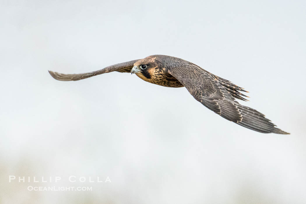 Peregrine Falcon in flight, Torrey Pines State Natural Reserve. Torrey Pines State Reserve, San Diego, California, USA, Falco peregrinus, natural history stock photograph, photo id 39302