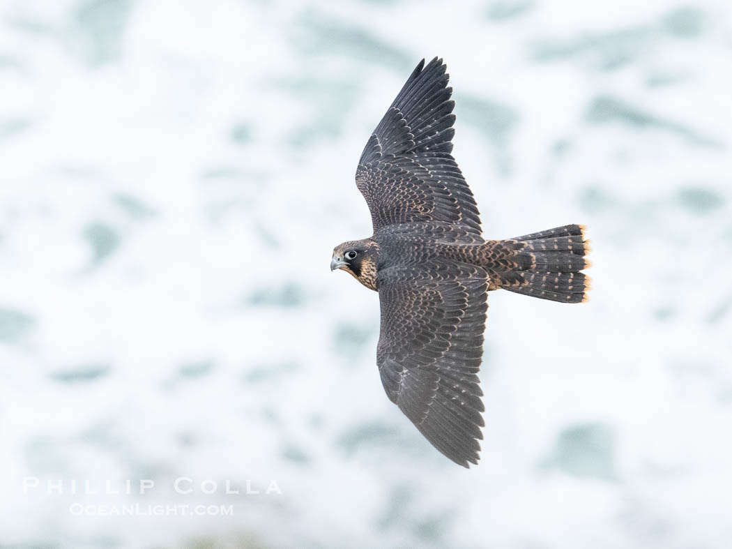 Peregrine Falcon in flight, Torrey Pines State Natural Reserve. Torrey Pines State Reserve, San Diego, California, USA, Falco peregrinus, natural history stock photograph, photo id 40502