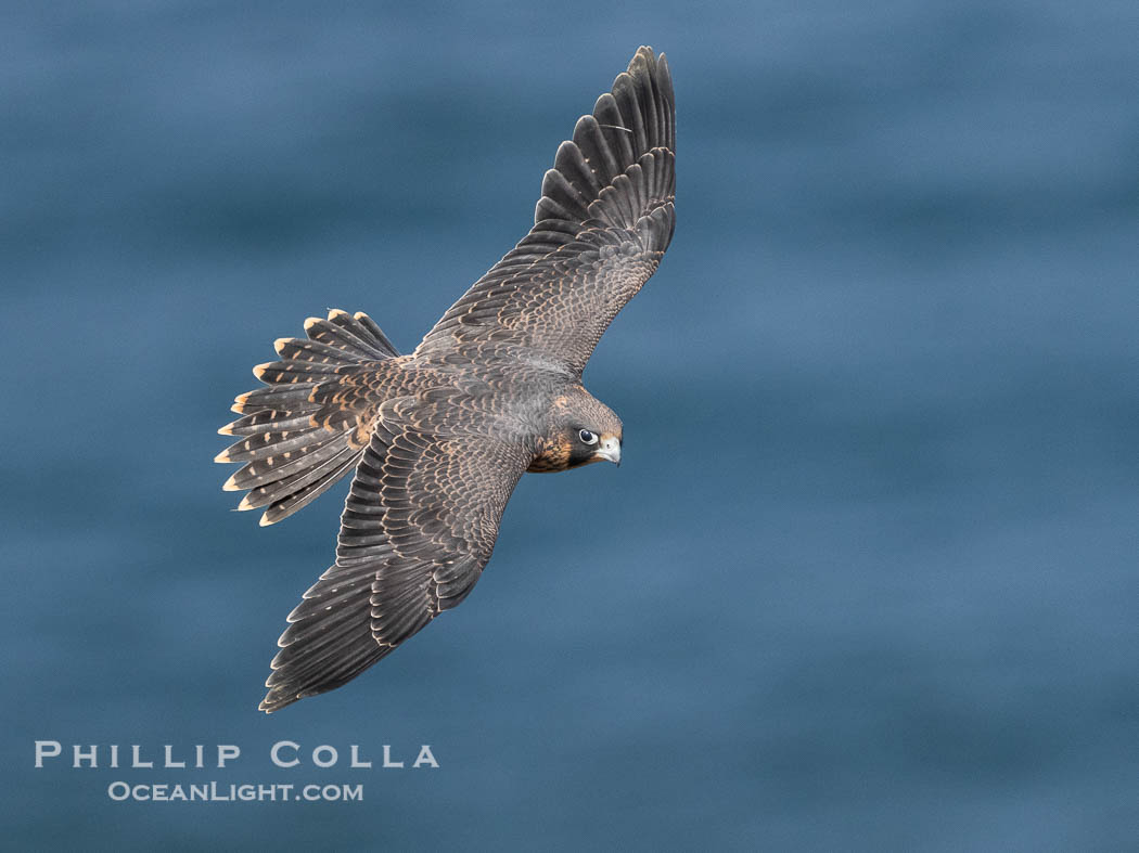 Peregrine Falcon in flight, Torrey Pines State Natural Reserve. Torrey Pines State Reserve, San Diego, California, USA, Falco peregrinus, natural history stock photograph, photo id 40506