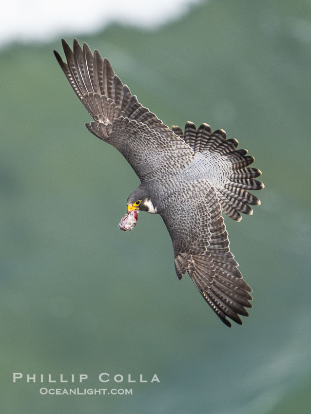 Peregrine Falcon in flight, Torrey Pines State Natural Reserve. Torrey Pines State Reserve, San Diego, California, USA, Falco peregrinus, natural history stock photograph, photo id 40508