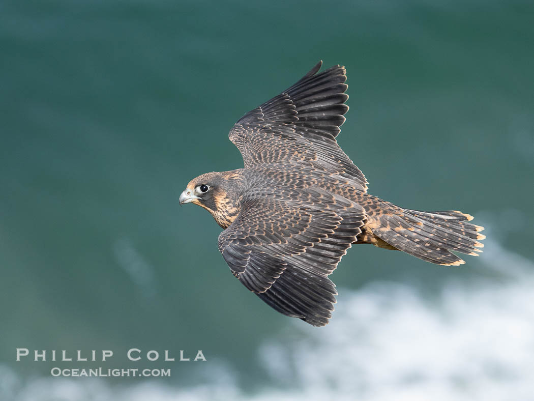 Peregrine Falcon in flight, Torrey Pines State Natural Reserve. Torrey Pines State Reserve, San Diego, California, USA, Falco peregrinus, natural history stock photograph, photo id 40507