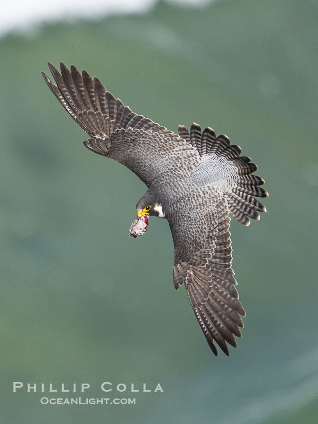 Peregrine Falcon in flight, Torrey Pines State Natural Reserve. Torrey Pines State Reserve, San Diego, California, USA, Falco peregrinus, natural history stock photograph, photo id 40509