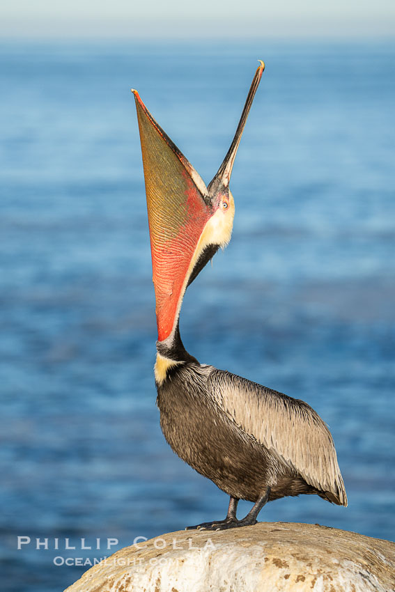 A Perfect Brown Pelican Head Throw with Distant Ocean in Background, bending over backwards, stretching its neck and gular pouch. Note the winter breeding plumage, yellow head, red and olive throat, pink skin around the eye, brown hind neck with some white neck side detail, gray breast and body, Pelecanus occidentalis, Pelecanus occidentalis californicus, La Jolla, California