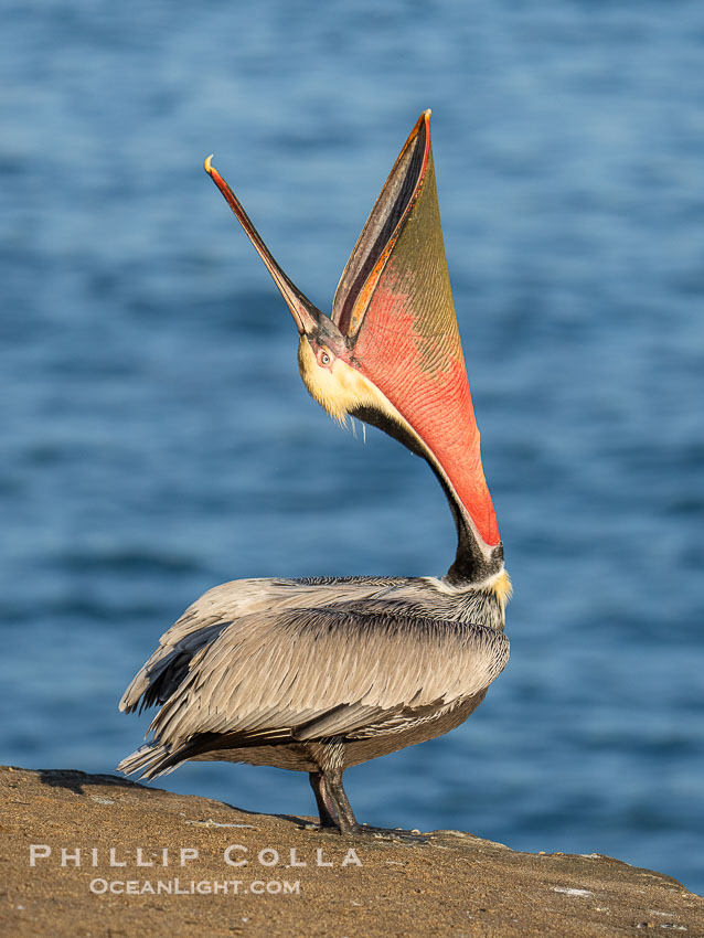 Perfect Brown Pelican Head Throw in Winter Breeding Plumage, pelican leans its head way back to stretch its throat pounch and neck., Pelecanus occidentalis californicus, Pelecanus occidentalis, natural history stock photograph, photo id 39884