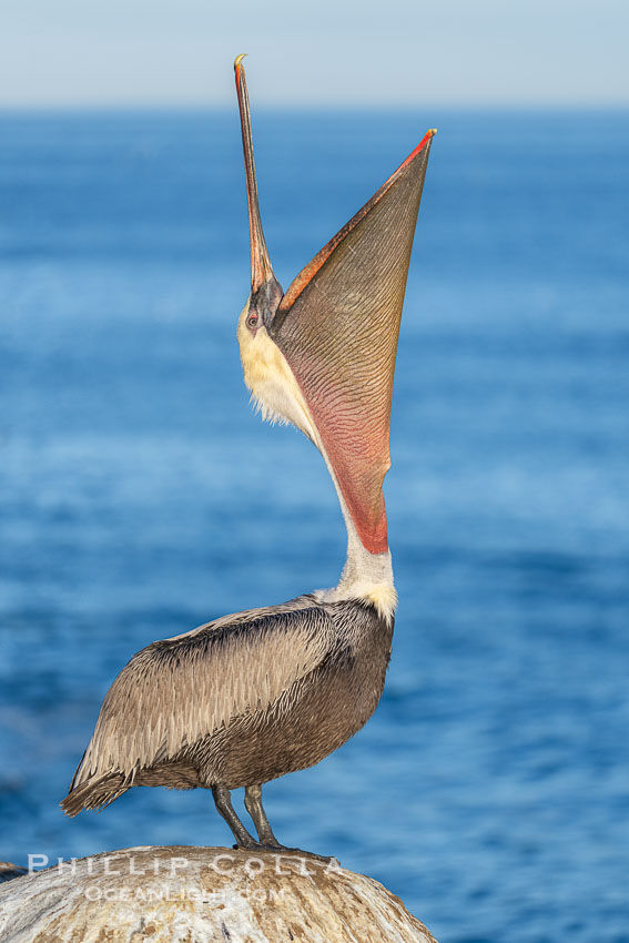 A perfect Brown Pelican Head Throw with Distant Ocean in Background, bending backwards, stretching its neck and gular pouch, winter adult non-breeding plumage coloration. La Jolla, California, USA, Pelecanus occidentalis, Pelecanus occidentalis californicus, natural history stock photograph, photo id 40781