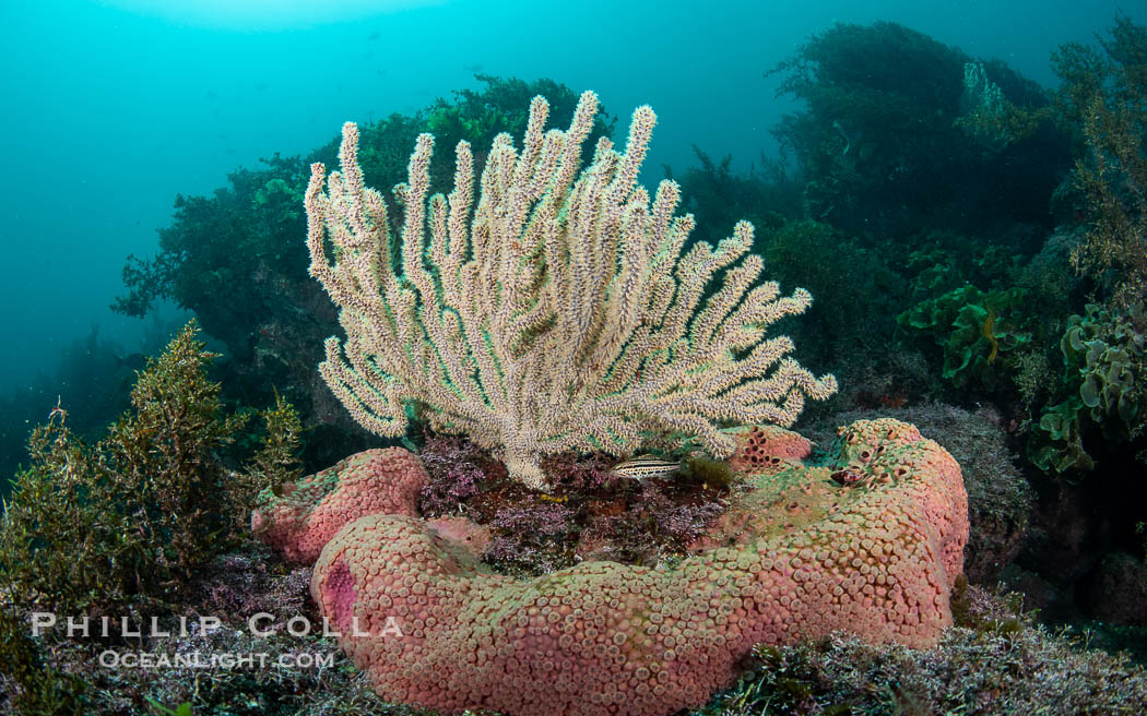 Pink Sponges Encrusting Rocky Reef alongside various species of algae and gorgonians, San Pedro Martir Island, Sea of Cortez. Isla San Pedro Martir, Sonora, Mexico, natural history stock photograph, photo id 40374