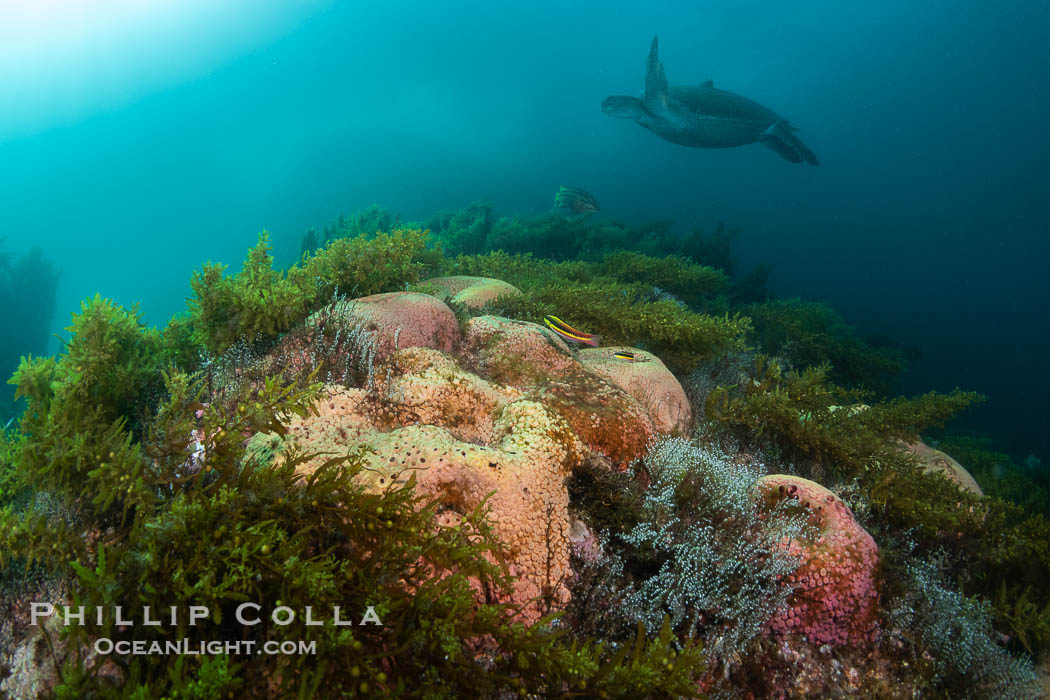 Turtle Flies Over Pink Sponges Encrusting Rocky Reef alongside various species of algae and gorgonians, San Pedro Martir Island, Sea of Cortez. Isla San Pedro Martir, Sonora, Mexico, natural history stock photograph, photo id 40416