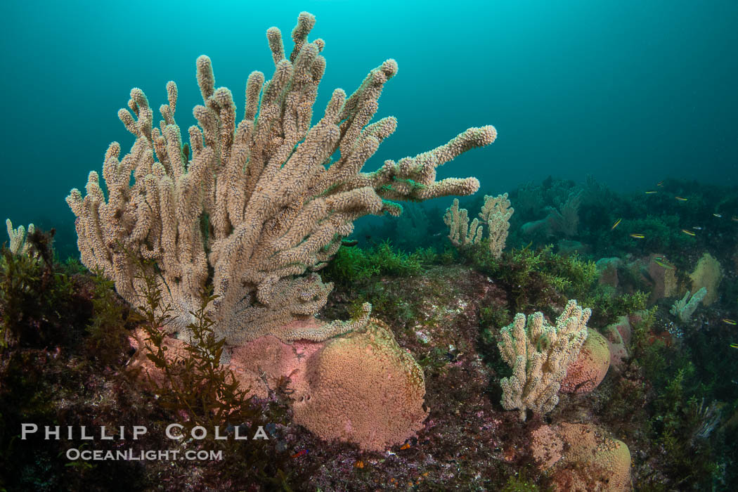 Pink Sponges Encrusting Rocky Reef alongside various species of algae and gorgonians, San Pedro Martir Island, Sea of Cortez. Isla San Pedro Martir, Sonora, Mexico, natural history stock photograph, photo id 40424