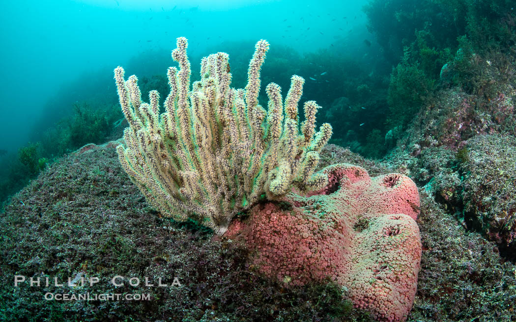 Pink Sponges Encrusting Rocky Reef alongside various species of algae and gorgonians, San Pedro Martir Island, Sea of Cortez. Isla San Pedro Martir, Sonora, Mexico, natural history stock photograph, photo id 40381