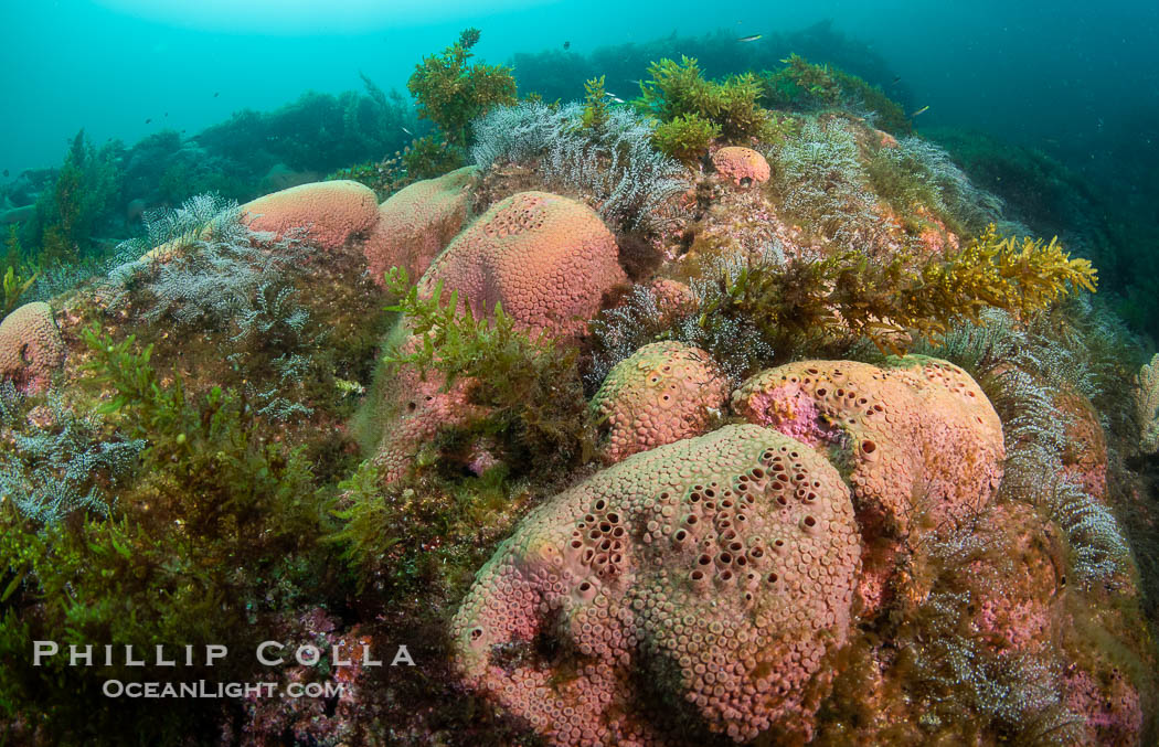 Pink Sponges Encrusting Rocky Reef alongside various species of algae and gorgonians, San Pedro Martir Island, Sea of Cortez. Isla San Pedro Martir, Sonora, Mexico, natural history stock photograph, photo id 40417