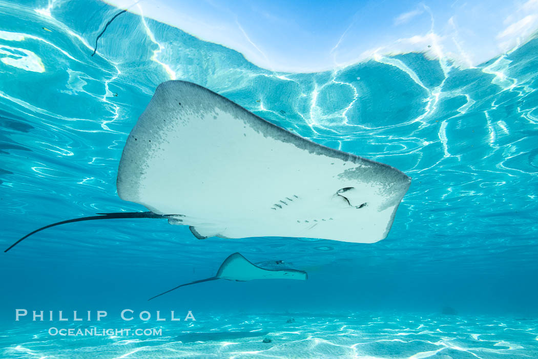 Pink Whipray Stingray underwater, Pateobatis fai, in shallow lagoon, Moorea, French Polynesia. France, Pateobatis fai, natural history stock photograph, photo id 40630