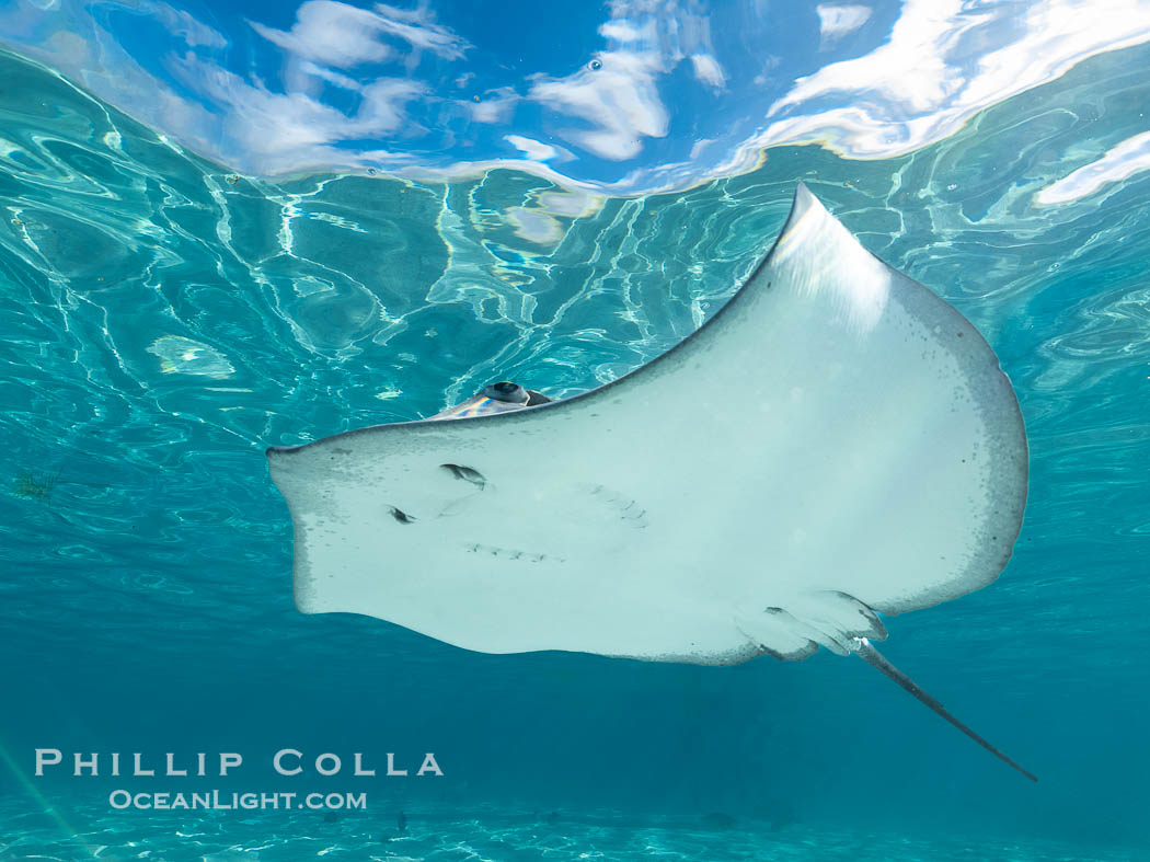 Pink Whipray Stingray underwater, Pateobatis fai, in shallow lagoon, Moorea, French Polynesia. France, Pateobatis fai, natural history stock photograph, photo id 40632