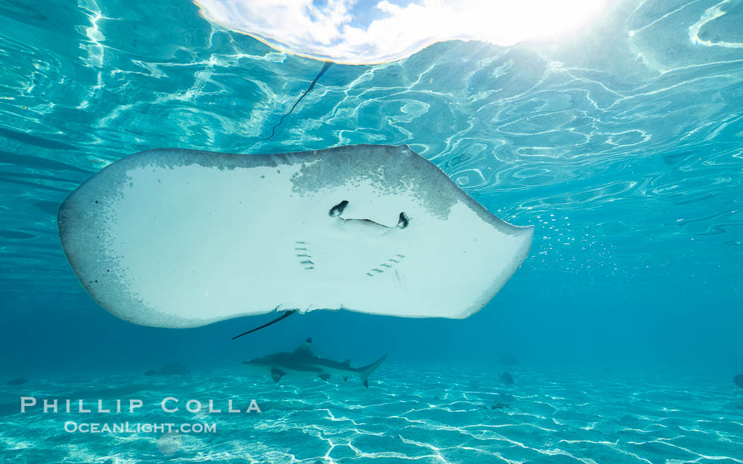 Pink Whipray Stingray underwater, Pateobatis fai, in shallow lagoon, Moorea, French Polynesia. France, Pateobatis fai, natural history stock photograph, photo id 40631