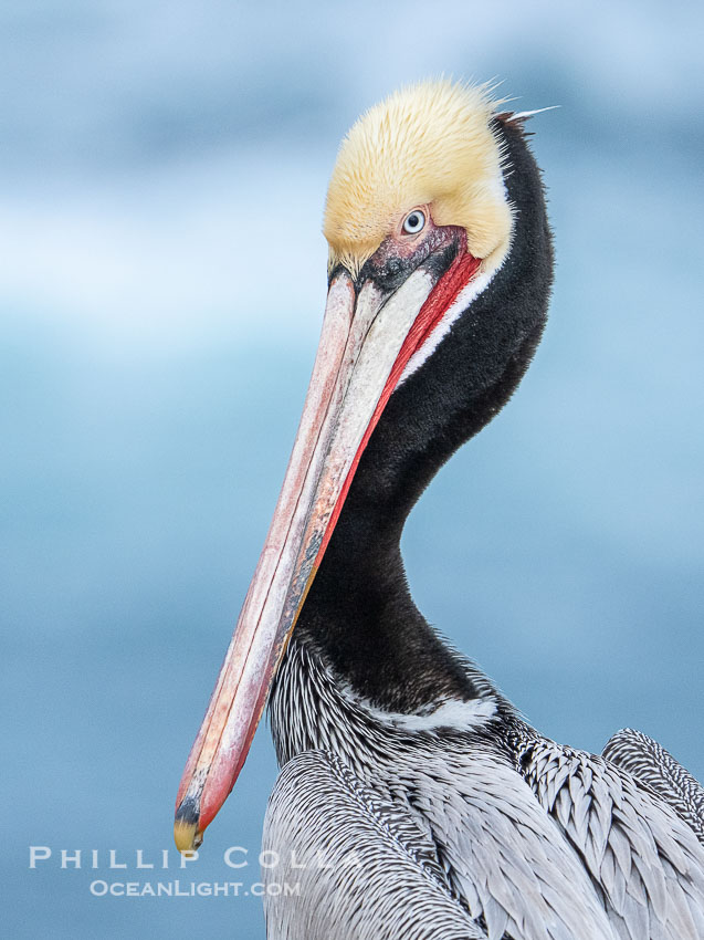 Portrait of a California brown pelican in winter breeding plumage, yellow head, red throat, pink skin around the eye, brown hind neck. Brown pelicans were formerly an endangered species. In 1972, the United States Environmental Protection Agency banned the use of DDT. Since that time, populations of pelicans have recovered and expanded. The recovery has been so successful that brown pelicans were taken off the endangered species list in 2009. La Jolla, USA, Pelecanus occidentalis, Pelecanus occidentalis californicus, natural history stock photograph, photo id 40018
