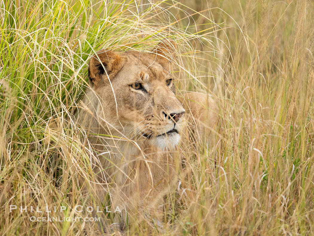 Portrait of Solitary Lion in Soft Light and Tall Grass, Greater Masai Mara, Kenya. Mara North Conservancy, Panthera leo, natural history stock photograph, photo id 39724