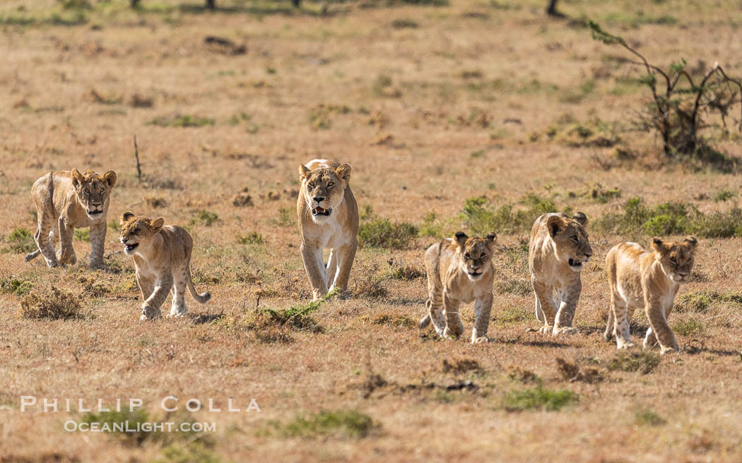 Pride of lions traveling, older lioness leading younger lions, Mara North Conservancy, Kenya., Panthera leo, natural history stock photograph, photo id 39669