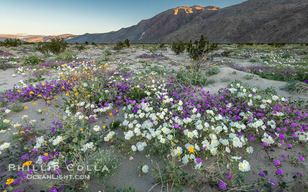 Spring Wildflowers Bloom in an Colorful Bouquet in Anza Borrego Desert State Park. Dune evening primrose (white) is mixed with sand verbena (purple) and Desert Sunflower (yellow) near Henderson Canyon Road, Spring 2024. Just before sunrise with flowers in shade. Anza-Borrego Desert State Park, Borrego Springs, California, USA, Oenothera deltoides, Geraea canescens, natural history stock photograph, photo id 40273