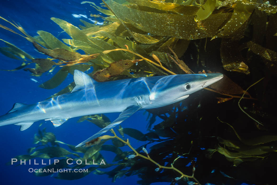 Blue shark and offshore drift kelp paddy, open ocean. San Diego, California, USA, Macrocystis pyrifera, Prionace glauca, natural history stock photograph, photo id 01079