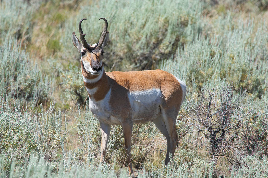 Pronghorn antelope, Lamar Valley, Antilocapra americana, Yellowstone ...