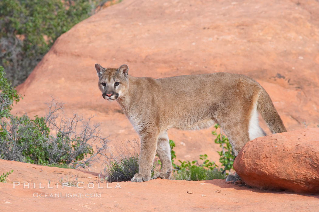 Mountain lion., Puma concolor, natural history stock photograph, photo id 12370