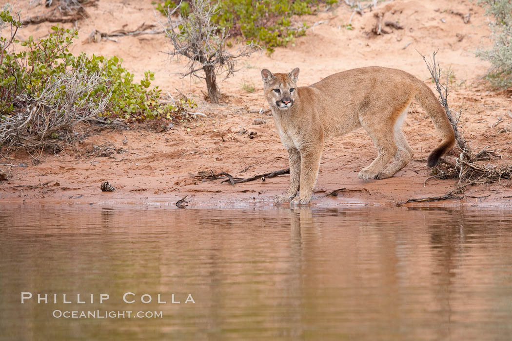 Mountain lion., Puma concolor, natural history stock photograph, photo id 12395