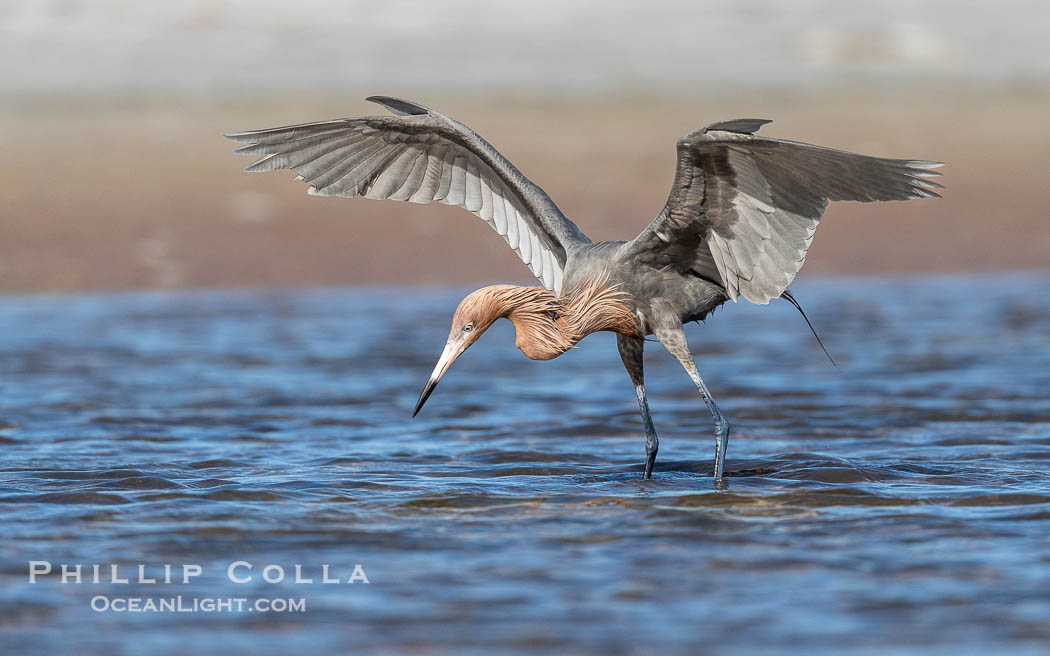 Reddish Egret, Egretta rufescens, hunting fish by spreading its wings and creating a shadow in the water around its legs, Fort De Soto, Florida. Fort De Soto Park, St. Petersburg, USA, Egretta rufescens, natural history stock photograph, photo id 40579