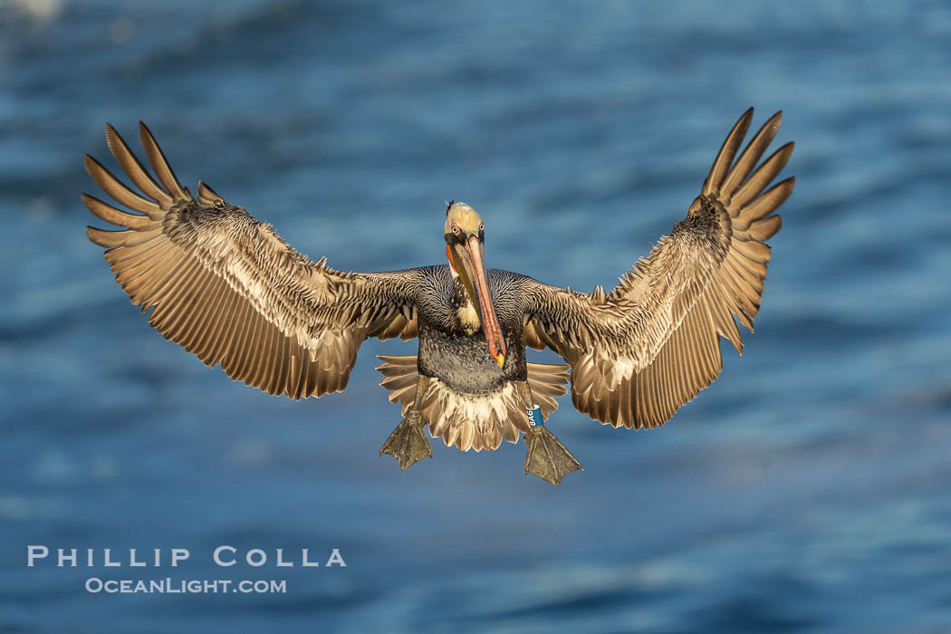 Research ID band on the left leg of a California Brown Pelican. A California Brown Pelican flying over the Pacific Ocean, spreads its large wings wide to slow down as it slows to land on seacliffs in La Jolla. Adult winter mating plumage with yellow head, red throat and brown hindneck, Pelecanus occidentalis, Pelecanus occidentalis californicus