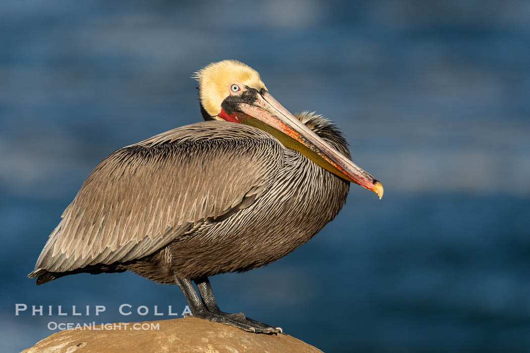 Portrait of a resting California brown pelican, with the characteristic winter mating plumage shown: red throat, yellow head and dark brown hindneck. La Jolla, USA, Pelecanus occidentalis, Pelecanus occidentalis californicus, natural history stock photograph, photo id 40081