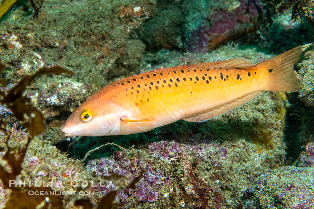 Rock wrasse, Halichoeres semicinctus, Catalina Island. California, USA, Halichoeres semicinctus, natural history stock photograph, photo id 40529